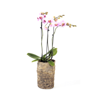 Candle cover DAYA as planter with orchids