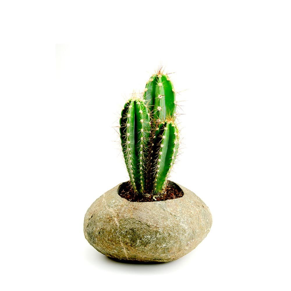 Stone pot POT- L from river stone in stone beige with cacti