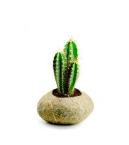 Stone pot POT- L from river stone in stone beige with cacti