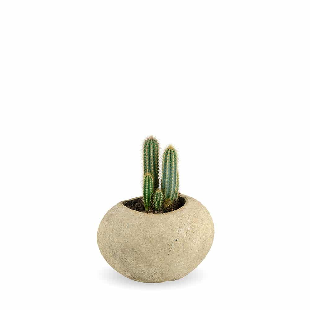 Planter POT S made of river stone in the colors of stone beige with orchid