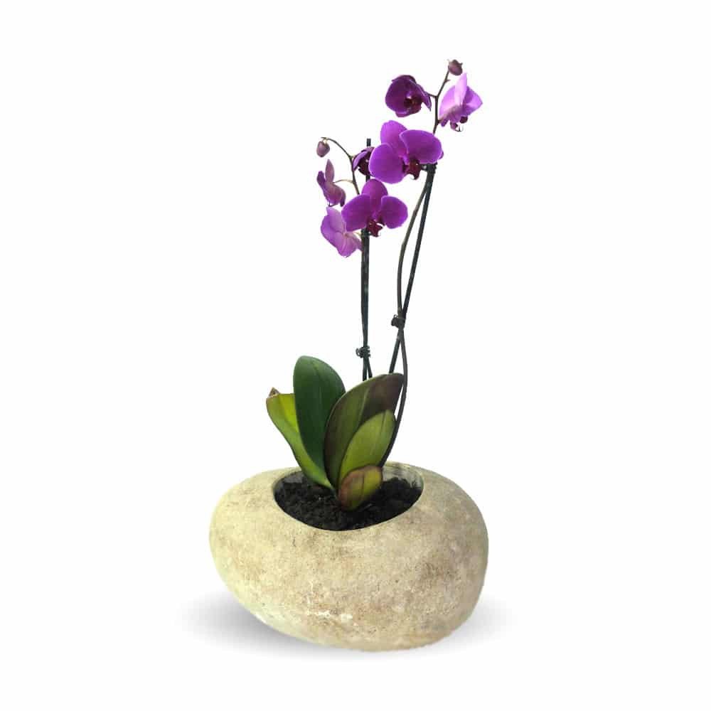 Blumenübertopf POT-L aus River stone in steinbeige mit rosa Orchidee
