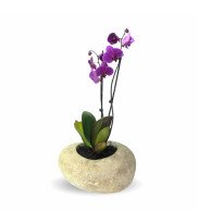 River stone flower pot POT-L in stone beige with orchi