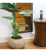 Flower pot POT-L made of Riverstone in stone beige with large plant next to telephone table Waist 46