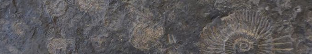 jurassic-slate-shell-ammonite-natural-stone